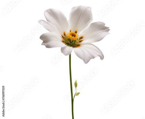 white flower isolated on transparent background