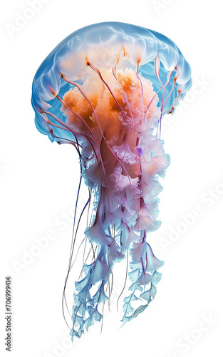 jellyfish on isolated background