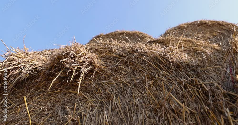 wheat straw collected in stacks after grain harvest, yellow straw from wheat after harvest for sale wheat straw collected in stacks after grain harvest, yellow straw from wheat after harvest for sale