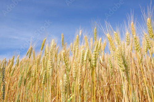 Wheat field. Agriculture. Blue sky and wheat field.