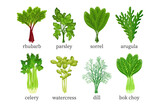 Set of green vegetables, herbs. Celery, watercress, dill, parsley, bok choy, rhubarb, arugula, sorrel. Food illustration, vector