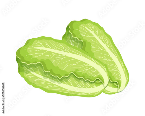 Fresh green chinese cabbage, bok choy, petsai or lettuce, food. Botanical illustration. Vector