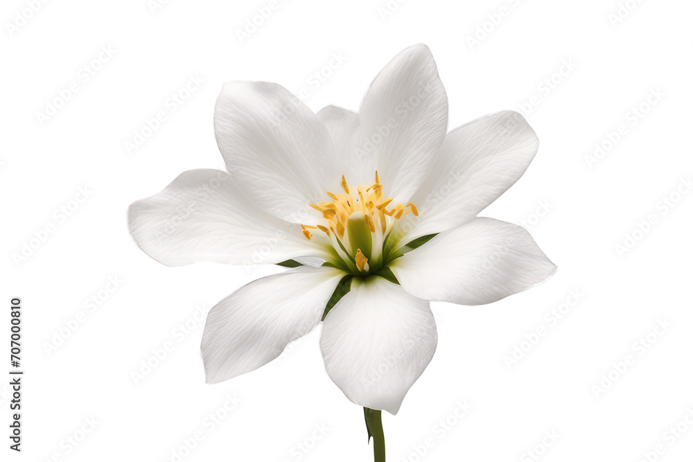 white flower isolated on transparent background - obrazy, fototapety, plakaty 