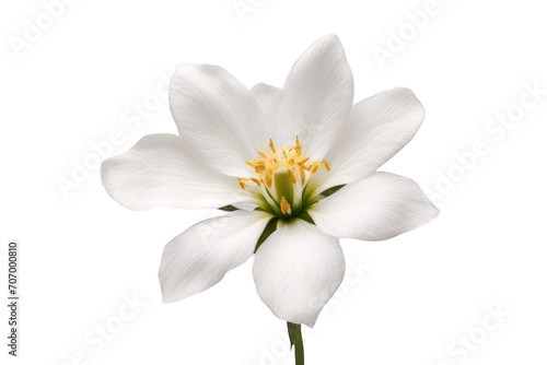 white flower isolated on transparent background photo