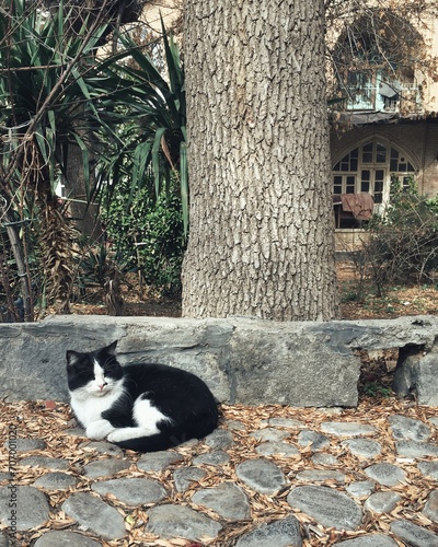 Cat taking a midday nap