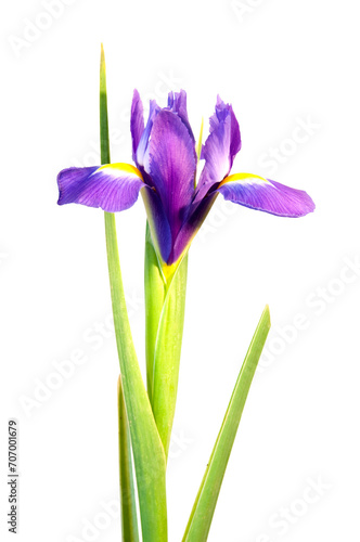 Fototapeta Naklejka Na Ścianę i Meble -  Photo of a blue iris flower isolated on transparent background, png file