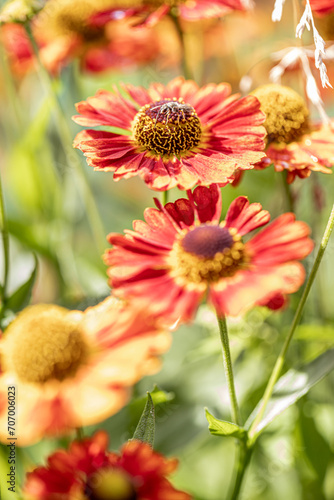 Colorful closeup on a brilliant red sneezeweed,, Helenium autumnale flower in the garden