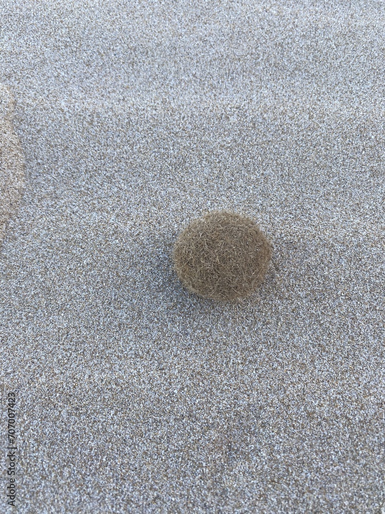 Algae Posidonia Oceanica on the beach, Poseidon balls Algae Posidonia Oceanica on the beach, Poseidon balls
