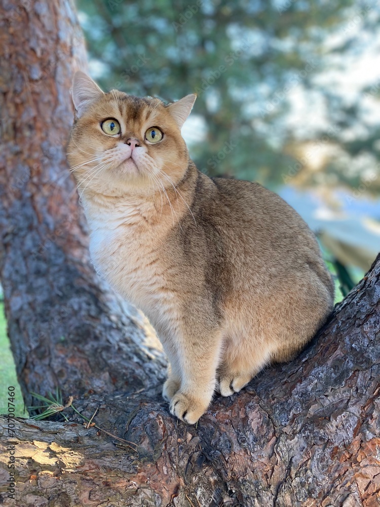 Fototapeta premium Scottish Kilt Munchkin Cat sitting on a tree