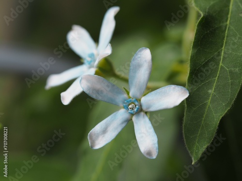Obraz na płótnie 水色の花 ブルースター w salonie