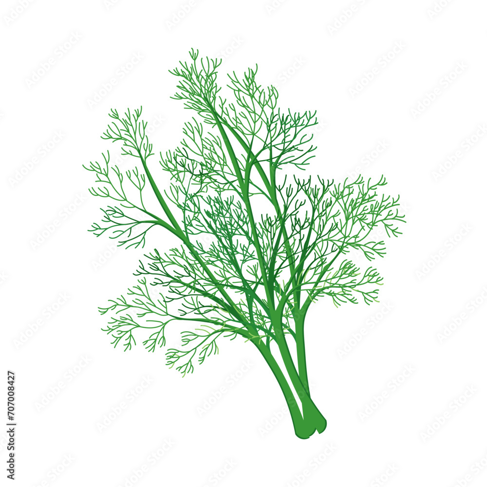 Fresh green branches of dill on a white background, food. Botanical illustration. Vector Fresh green branches of dill on a white background, food. Botanical illustration. Vector