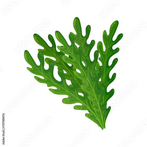 Fresh green leaves of arugula on a white background, food. Botanical illustration. Vector