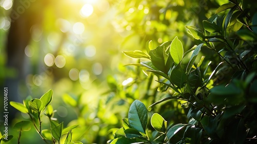 This image shows a close-up view of lush green leaves illuminated by the warm sunlight filtering through the foliage.