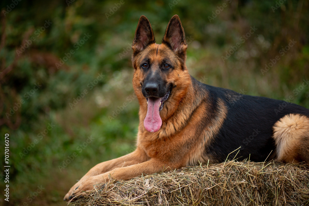 German Shepherd lying on a haystack with his tongue hanging out

