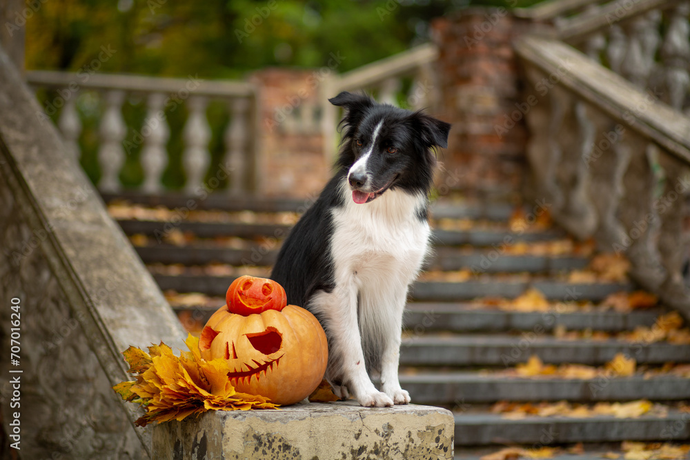 A black and white Border Collie sits on the railing of an old staircase with Halloween pumpkins and yellow maple leaves