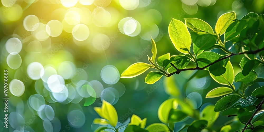 Spring morning, morning dew, fresh leaves of a newly greened tree in the soft light Spring morning, morning dew, fresh leaves of a newly greened tree in the soft light