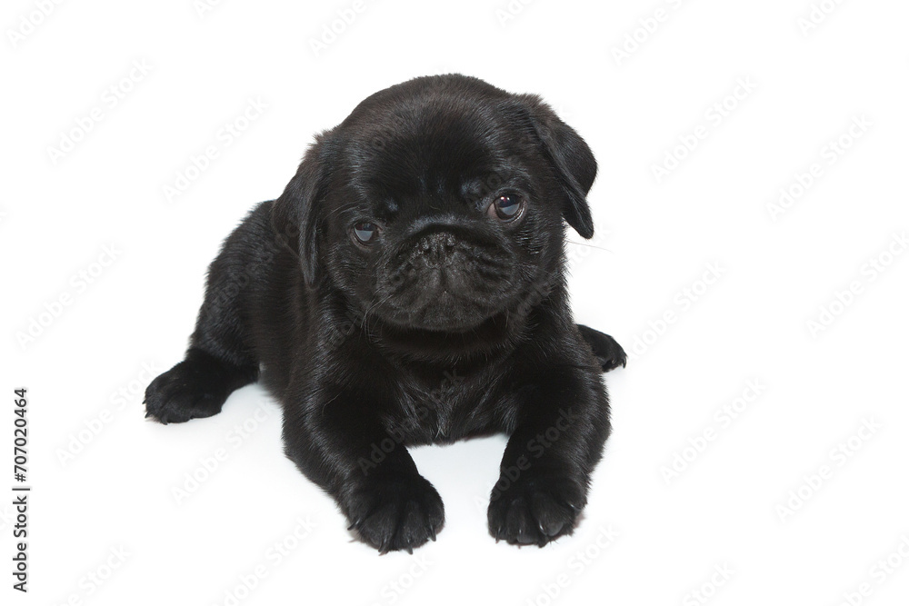 Black pug puppy  lies.
