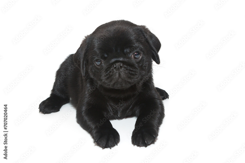 Black pug puppy lies. Black pug puppy lies.