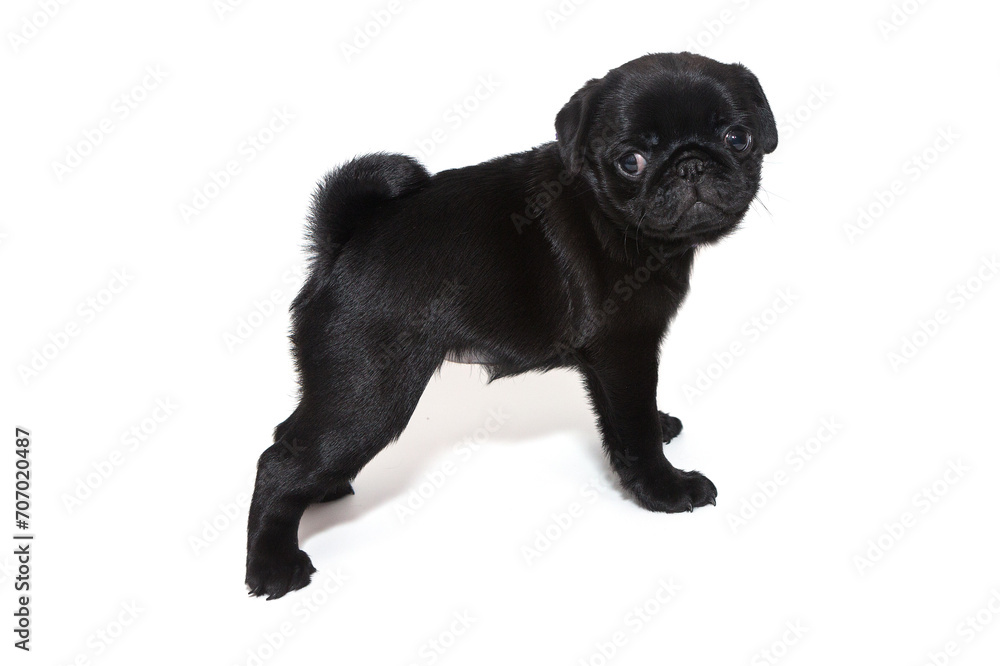 Black pug puppy, he stands sideways