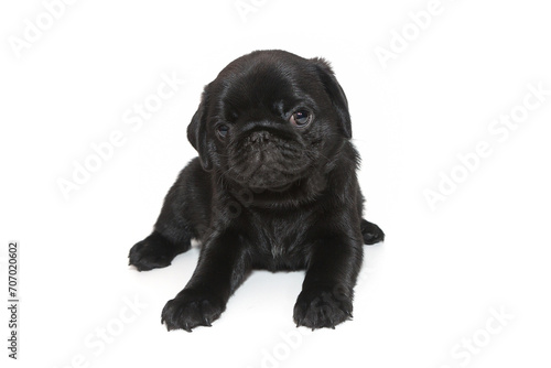 Black pug puppy  lies.