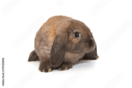 Decorative, little fold-eared rabbit