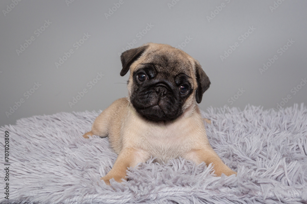Beige pug puppy on a gray fur blanket