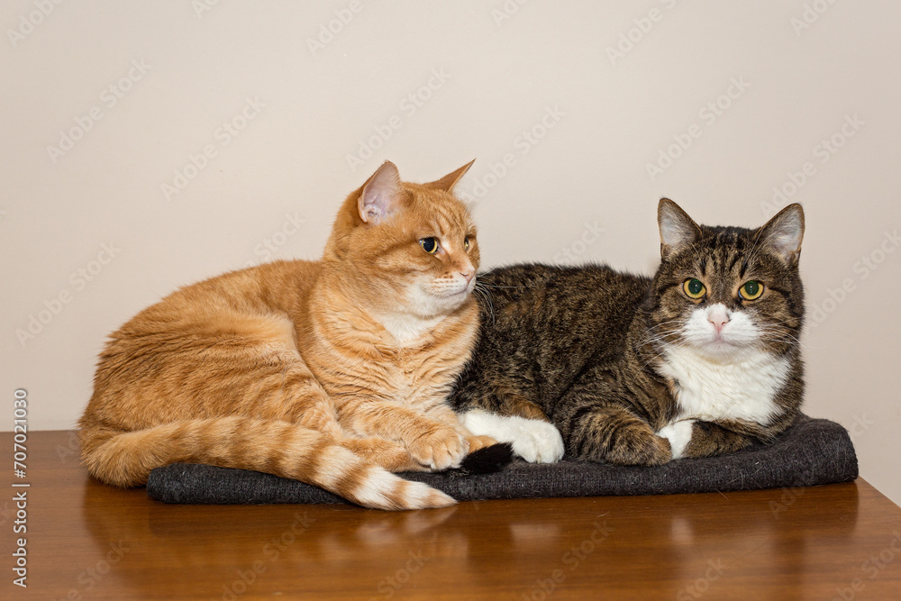 Grey and a red cat are lying