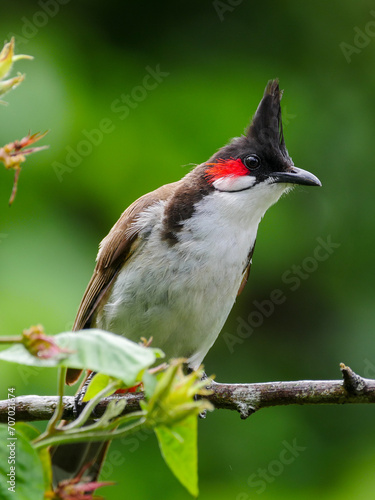 Portrait of a red Whiskered Bulbul bird looking at camera in natural environment 