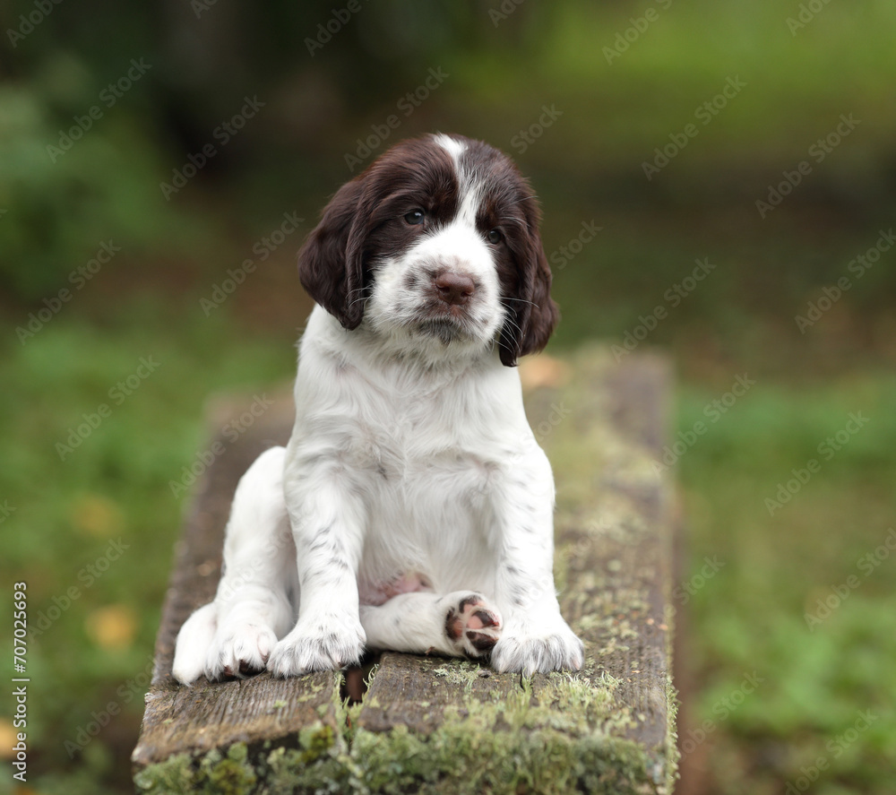 Cute little English Springer Spaniel puppy in nature