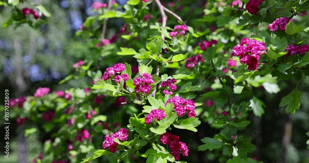 trees during spring flowering , red flowers during flowering in spring park trees during spring flowering , red flowers during flowering in spring park