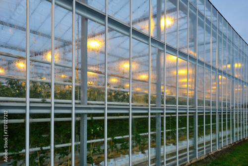 Detail of illuminated industrial greenhouse with yellow lights growing tomato plants under a cloudy sky in winter. Concept of industrial food production	
