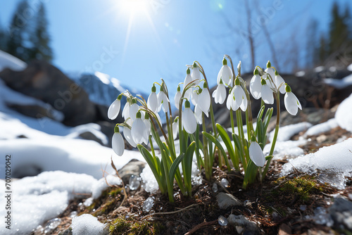 Delicate snowdrop flowers in nature in spring, beautiful background