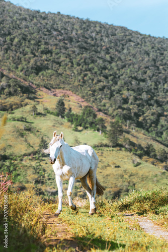 white horse in a beautiful landscape with tropical forest and  mountains in the background © Jonathan
