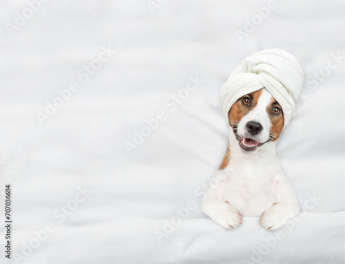 Funny jack russell terrier puppy with towel on it head lying on a bed at home before bedtime. Top down view