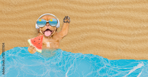 Fototapeta Happy Mastiff mastiff puppy wearing mirrored sunglasses and headphones lying at sunny beach with watermelon