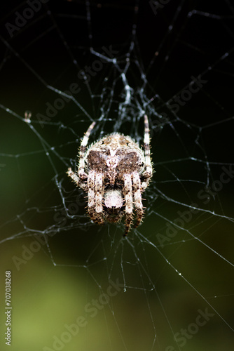a single grey brown Araneidae species of spider resting on its web on a dark natural background
