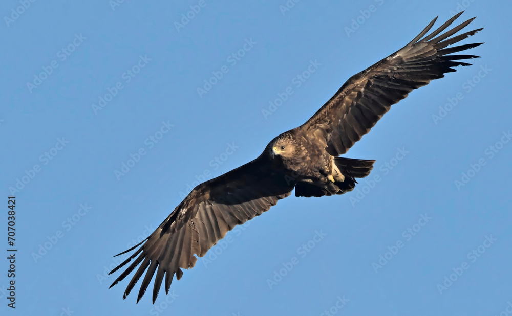 Greater Spotted Eagle (Clanga clanga), Crete Greater Spotted Eagle (Clanga clanga), Crete