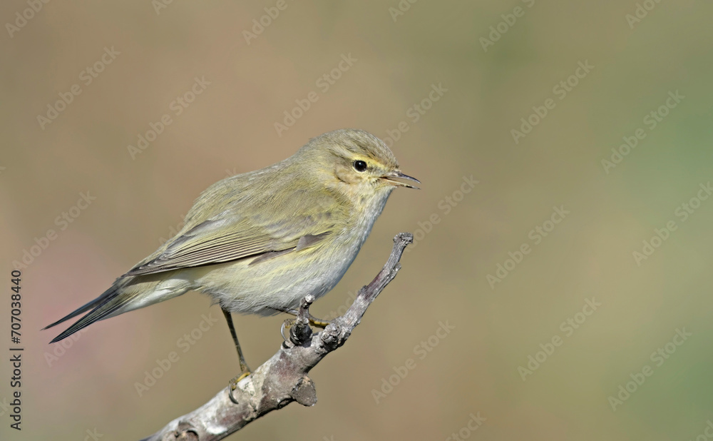 Common Chiffchaff (Phylloscopus collybita), Greece Common Chiffchaff (Phylloscopus collybita), Greece