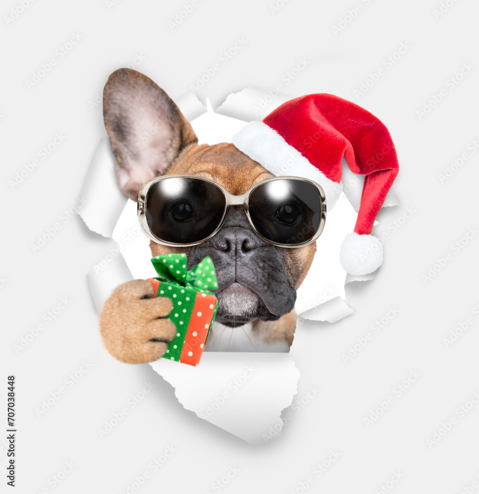 French bulldog puppy wearing sunglasses and red santa hat looking through the hole in white paper and holds tiny gift box