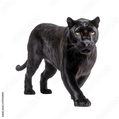 Portrait of a black panther isolated on white background