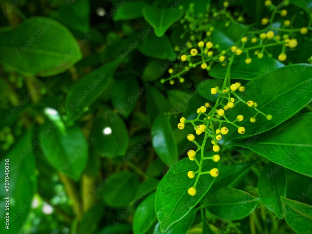 Fototapeta premium aglaia odorata plant in the garden