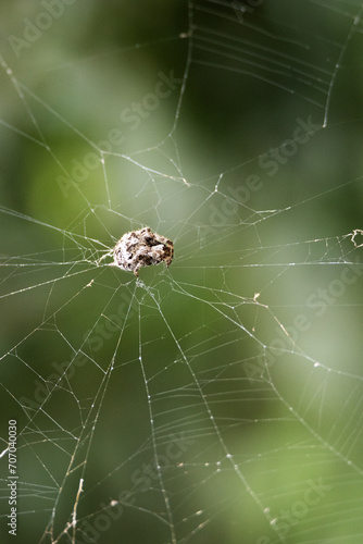 a single spider on a web