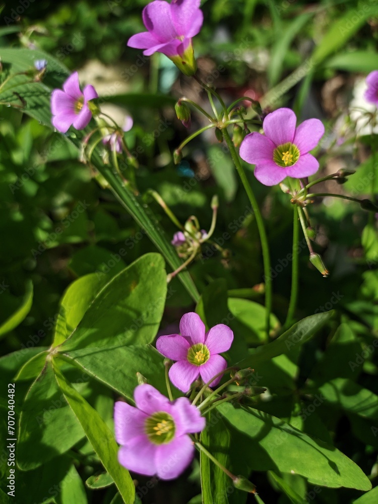 Fototapeta premium garden pink-sorrel plant in the garden