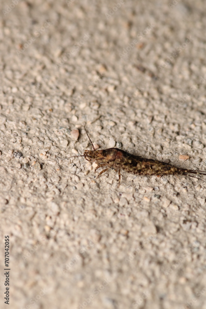 archaeognatha silverfish insect macro photo archaeognatha silverfish insect macro photo