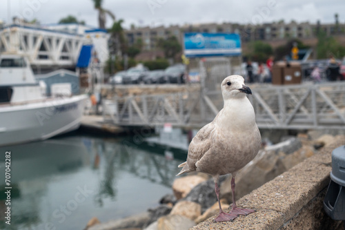 Seagull on the rock in Oceanside, CA