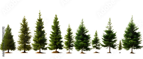 Set of pine trees on transparent background PNG