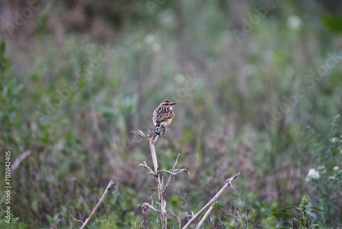a single Whinchat (Saxicola rubetra) perched on a bare branch with a natural green background