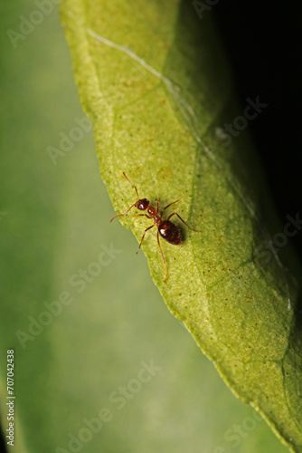 Black carpenter ant macro photo © Recep