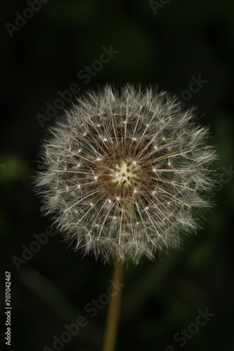 dandelion seeds are thrown in the wind