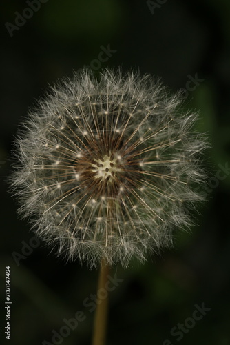 dandelion seeds are thrown in the wind